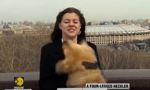 Έγινε και αυτό: Σκύλος κλέβει το μικρόφωνο από δημοσιογράφο στον «αέρα» και γίνεται viral