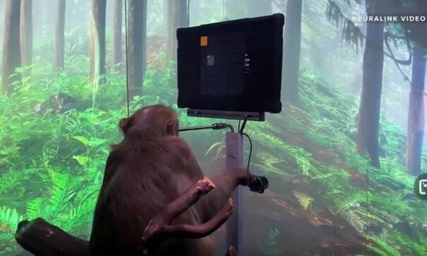 Στο σύμπαν του Έλον Μασκ: Μαϊμού…παίζει βιντεοπαιχνίδια με το μυαλό της