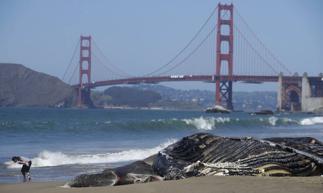 ΗΠΑ: Τέσσερις φάλαινες ξεβράστηκαν νεκρές σε παραλίες του Σαν Φρανσίσκο