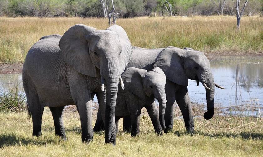 Ελέφαντες Αφρική