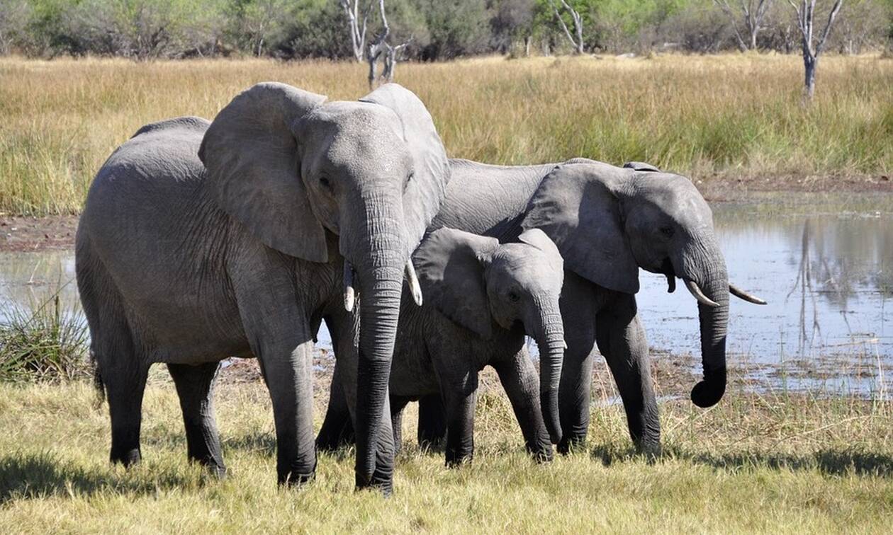 Αφρική: Ελέφαντες ποδοπάτησαν και σκότωσαν λαθροκυνηγό