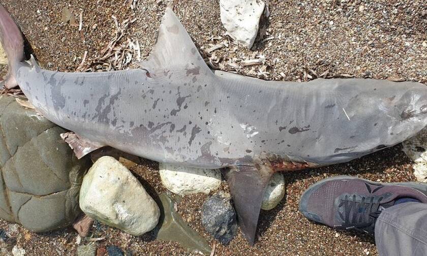 Κύπρος: Ξεβράστηκε νεκρός καρχαρίας στην Πόλη Χρυσοχούς (pics)