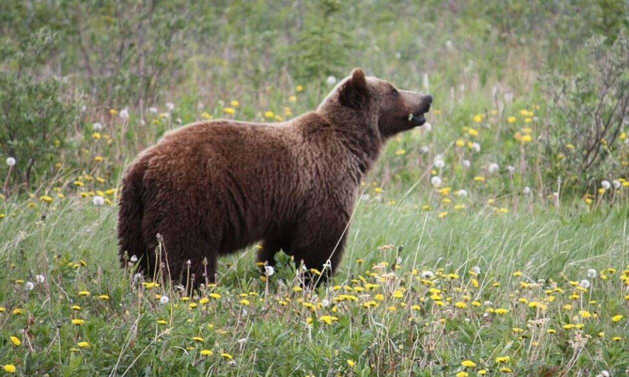 ΗΠΑ: Φρικτός θάνατος 40χρονου - Έπεσε νεκρός από επίθεση αρκούδας
