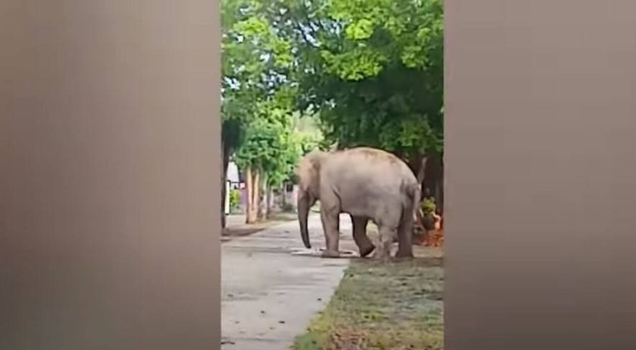 Πριν χτυπήσει το... κουδούνι: Ελέφαντας κάνει «ντου» σε σχολείο και προκαλεί τρόμο! (vid)