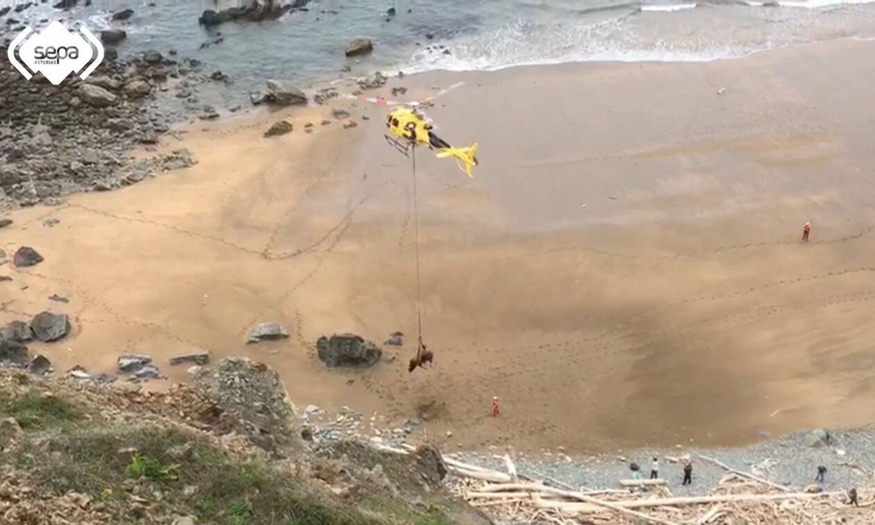 Ισπανία: Εντυπωσιακή διάσωση με ελικόπτερο ενός ταύρου 800 κιλών - Είχε εγκλωβιστεί σε παραλία