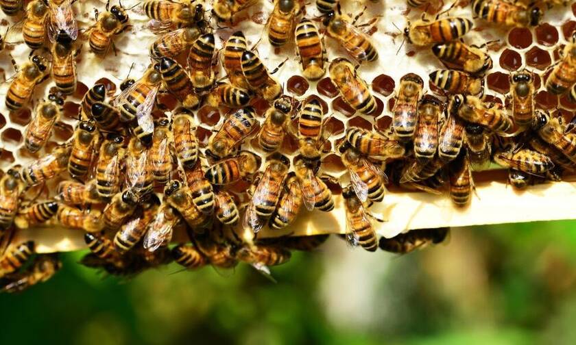 ΗΠΑ: Νεκρός 70χρονος από επίθεση μελισσών