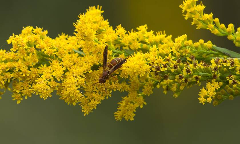 Σφήκες ...οι θαυματουργές: Ο ρόλος τους στο οικοσύστημα - Νέα μελέτη για τα «παρεξηγημένα έντομα»
