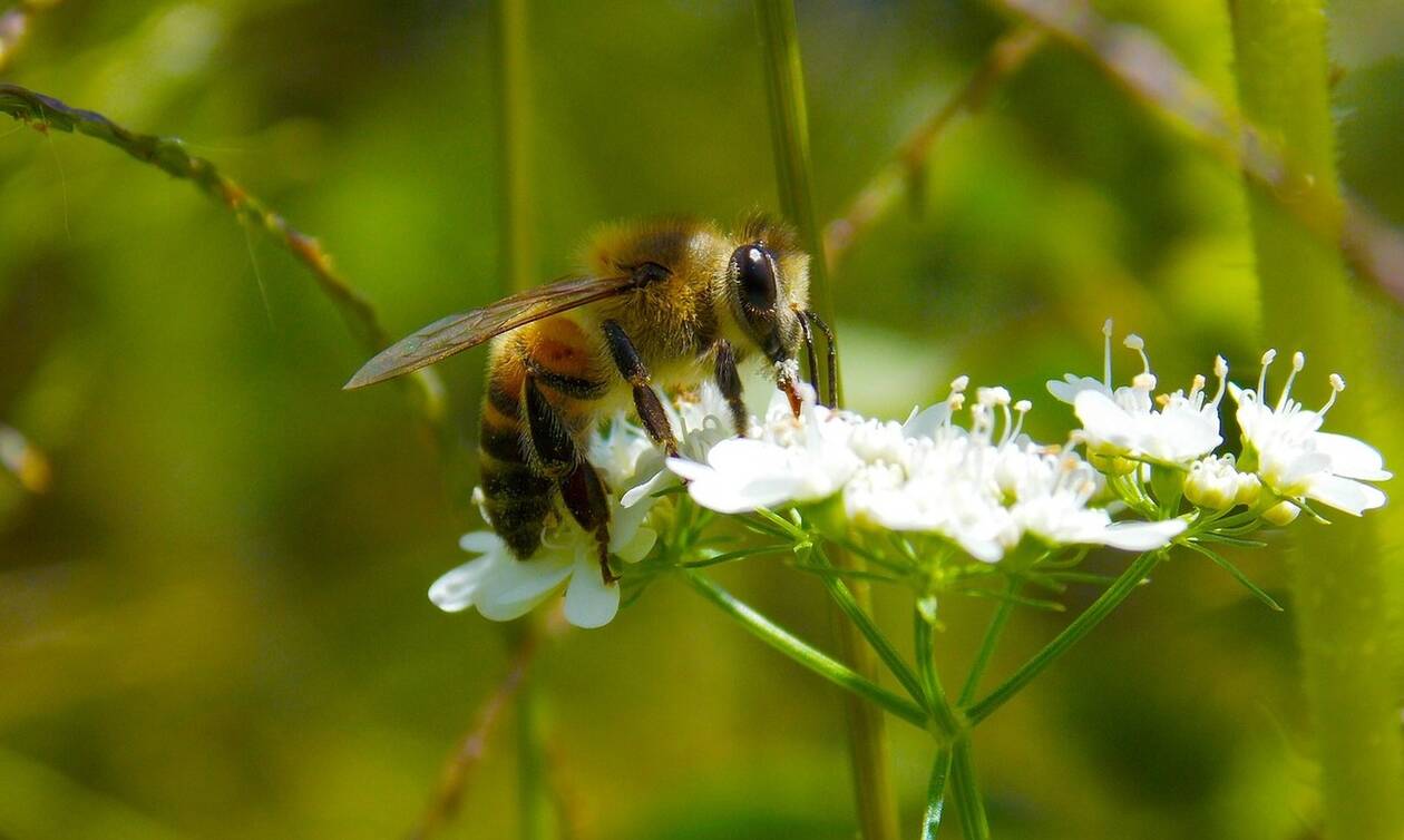Τραγωδία στις ΗΠΑ: Βγήκε να κουρέψει το γκαζόν και τον σκότωσαν μέλισσες - δολοφόνοι