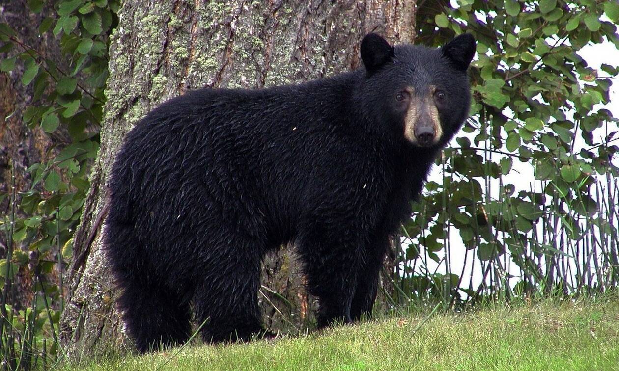 Φρικτός θάνατος για 39χρονη στις ΗΠΑ: Την έφαγε αρκούδα