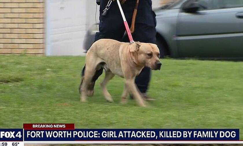 Σκυλί Τέξας επίθεση