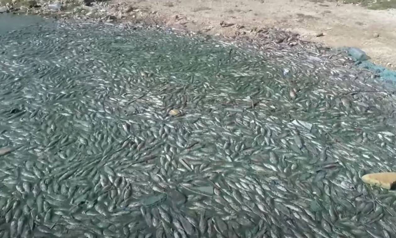 Λίβανος: Μυστήριο με χιλιάδες νεκρά ψάρια σε λίμνη της χώρας