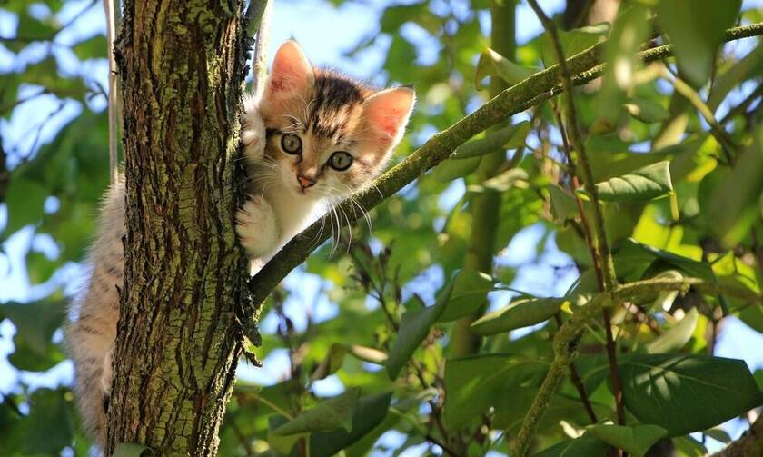 Κτηνωδία στη Μυτιλήνη: Σκότωσε γατάκι και... καμάρωνε στα social media