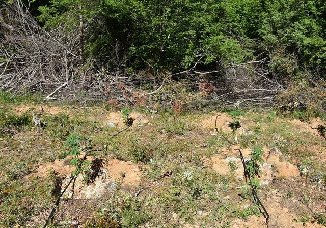 Κιλκίς: Εντοπίστηκε «δάσος» με δενδρύλλια κάνναβης 