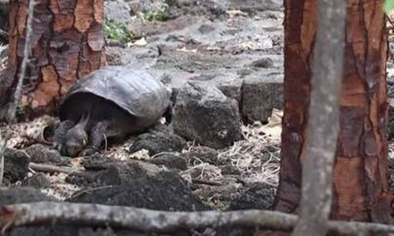 «Εξαφανισμένη» χελώνα επανεμφανίστηκε μετά από 100 χρόνια