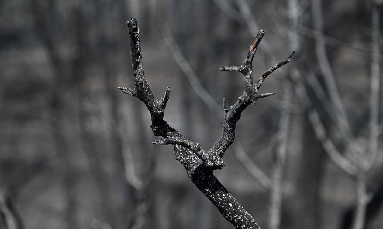 Ο κύκλος των καμένων δασών: Πώς να αποφύγουμε τις καταστροφικές πυρκαγιές
