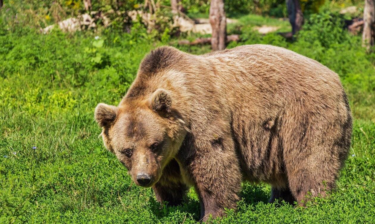 ΗΠΑ: Αρκούδα επιτέθηκε σε άνδρα μέσα στο γκαράζ του σπιτιού του