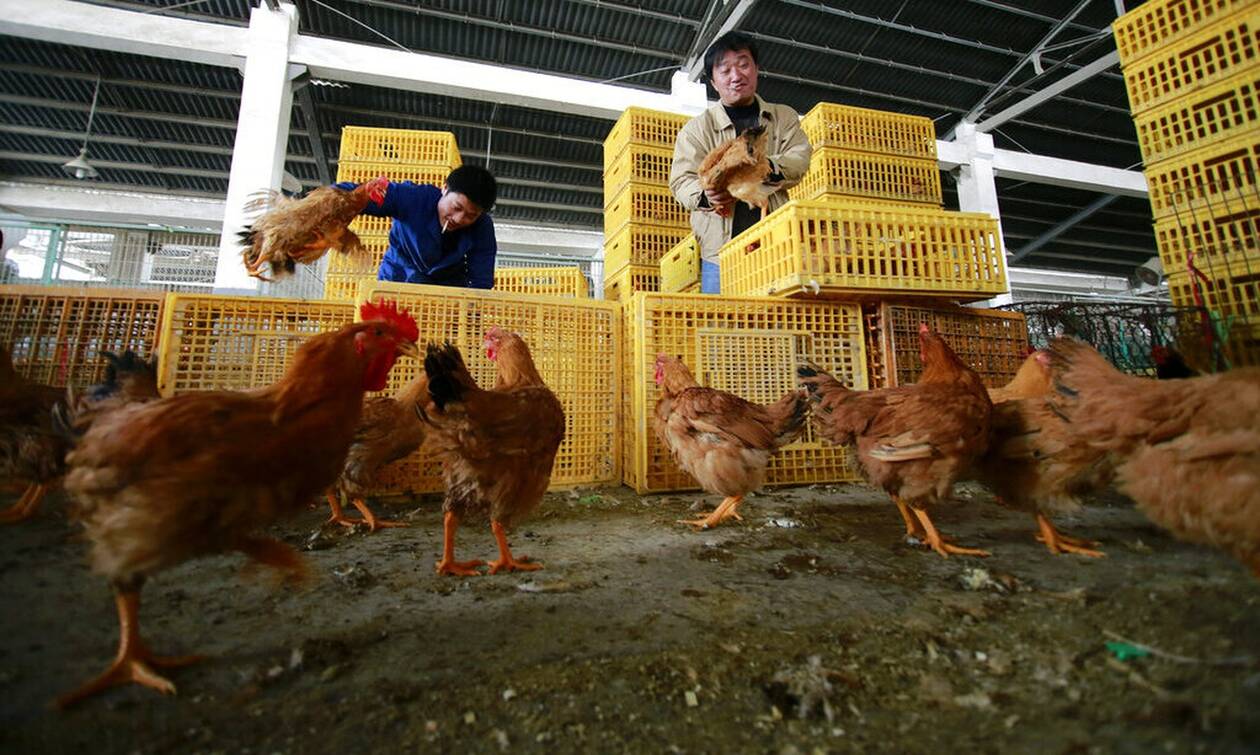 Γρίπη των πτηνών: Καταγράφηκε στην Κίνα το πρώτο κρούσμα σε άνθρωπο του στελέχους H10N3