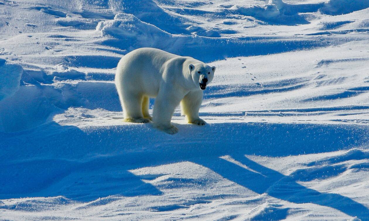 ΗΠΑ: Αναστολή των αδειών για γεωτρήσεις στο αρκτικό καταφύγιο άγριας ζωής της Αλάσκας