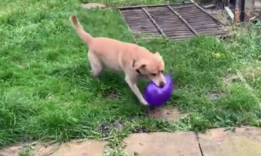 Σκύλος παίζει με μπαλόνι και ξαφνικά…