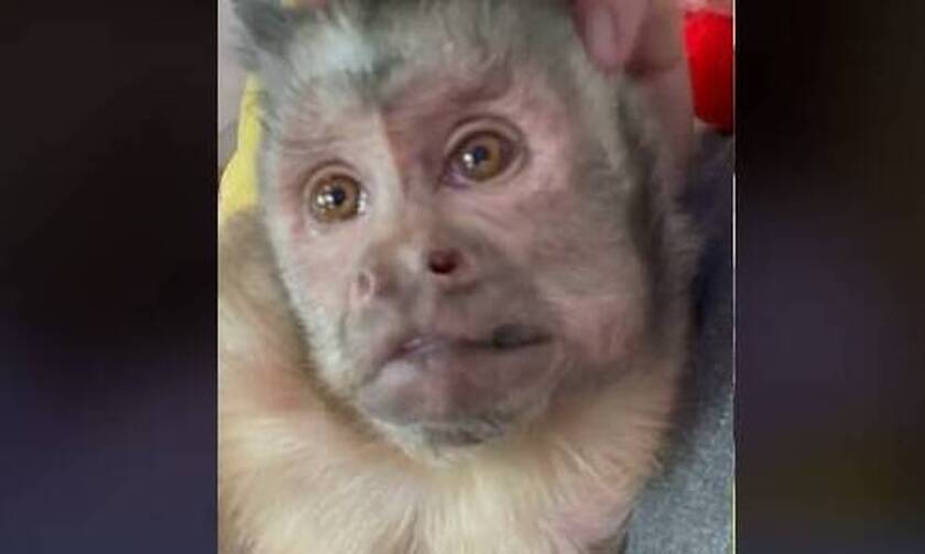 Θλίψη στο TikTok: Πέθανε διάσημη μαϊμού με 17 εκατ. ακολούθους