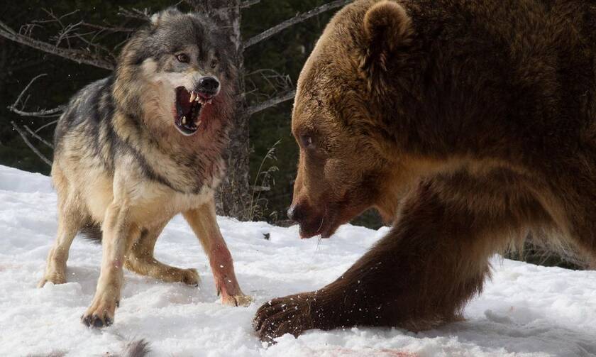Αρκούδα συναντάει λύκους στο δάσος - Δείτε τι ακολουθεί!