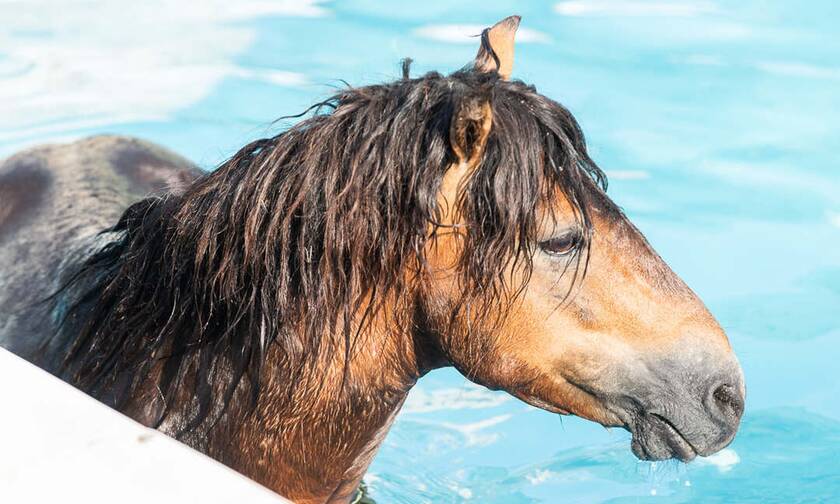 Κεφαλονιά: Επιχείρηση διάσωσης αλόγου - Βούτηξε σε πισίνα ξενοδοχείου για να βρει δροσιά