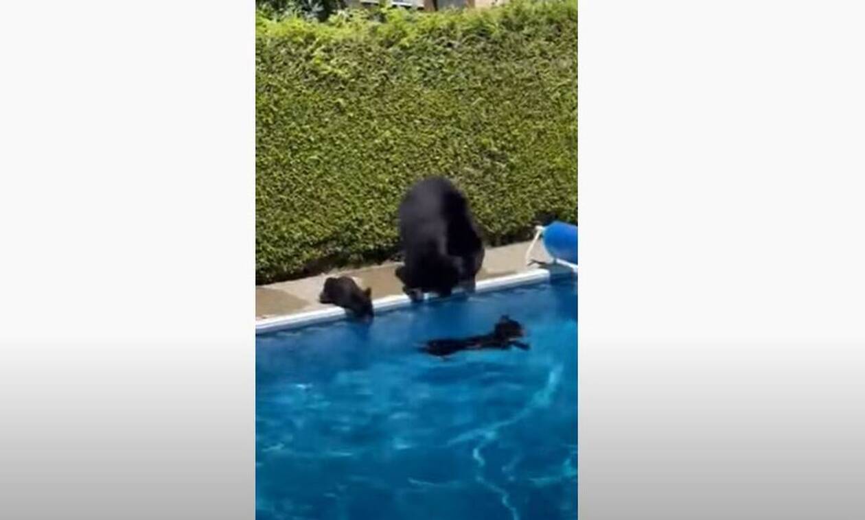 Καναδάς: Βουτιά δροσιάς σε πισίνα για τη μαμά αρκούδα και τα μικρά της (Vid)