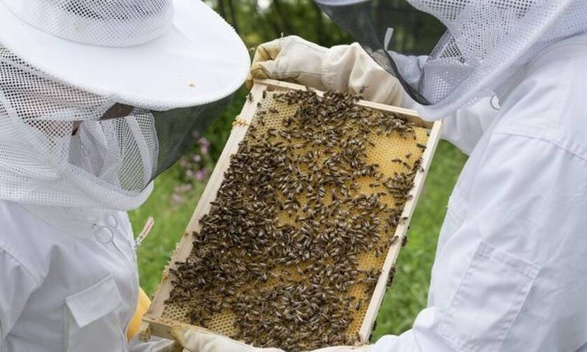 Κρατικές ενισχύσεις 20 εκατ. ευρώ για τη στήριξη χοιροτρόφων και μελισσοκόμων ενέκρινε η ΕΕ