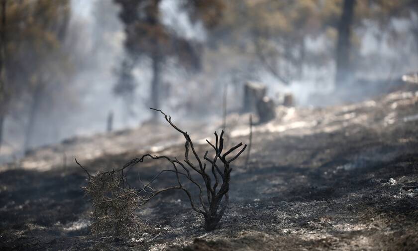 Φωτιά στο Σέιχ Σου: Κάηκαν 90 στρέμματα – Από πού φαίνεται να ξεκίνησε η φωτιά