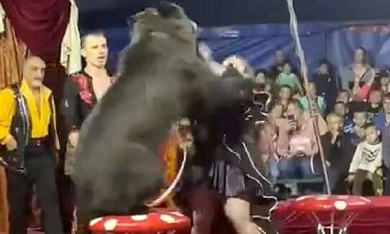 Πανικός σε τσίρκο στη Ρωσία: Αρκούδα επιτέθηκε στην θηριοδαμαστή της – Παιδιά ανάμεσα στους θεατές