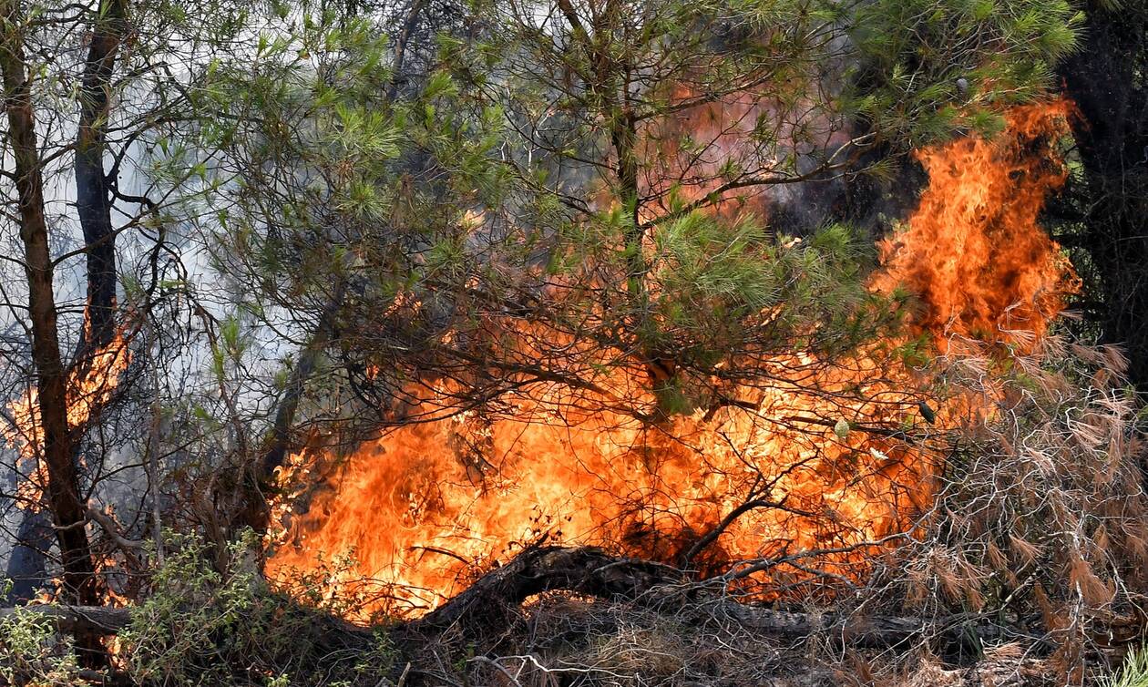 Φωτιά τώρα: Πυρκαγιά σε δάσος στον Ταξιάρχη Χαλκιδικής