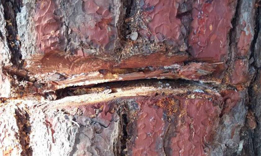 Ρέθυμνο: Ασυνείδητοι χάραξαν και δηλητηρίασαν αιωνόβια δέντρα