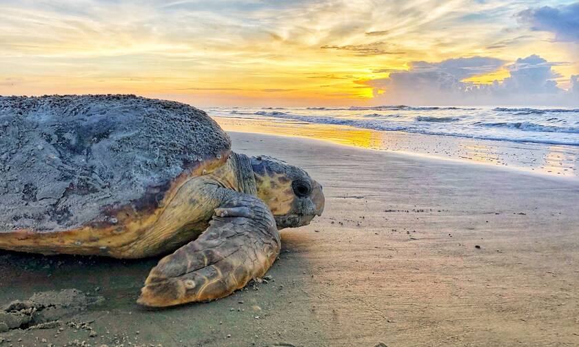Θαλάσσια Ρύπανση: Εξελικτική «παγίδα» οδηγεί τις νεαρές θαλάσσιες χελώνες να καταπίνουν πλαστικά