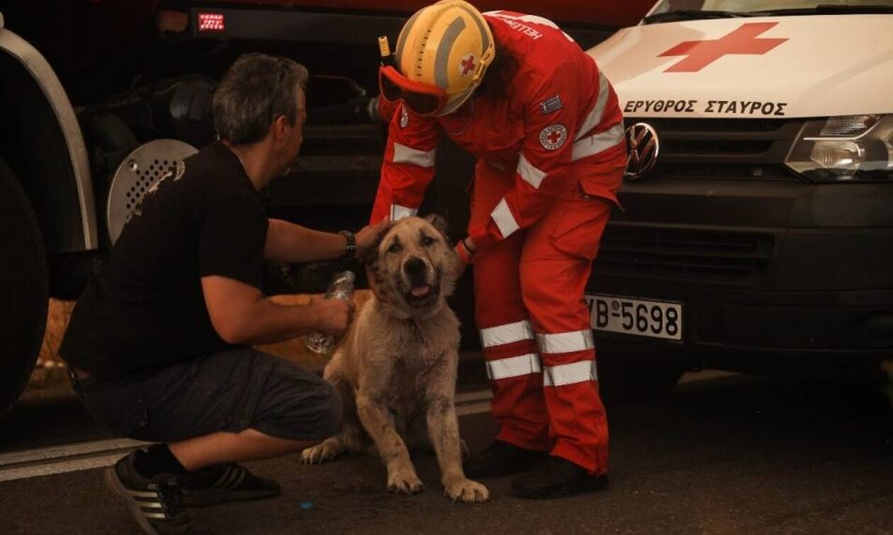 Φωτιά Βαρυμπόμπη: Συγκλονιστική εικόνα! Αστυνομικοί έσωσαν σκύλο από την πύρινη λαίλαπα
