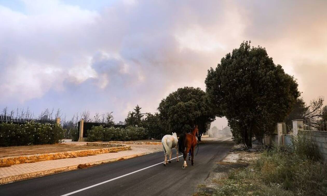 Λίλιαν Ντίντη στο Νewsbomb.gr: «Σώθηκαν άλογα, πόνι και γαϊδουράκια» απο την κόλαση της φωτιάς