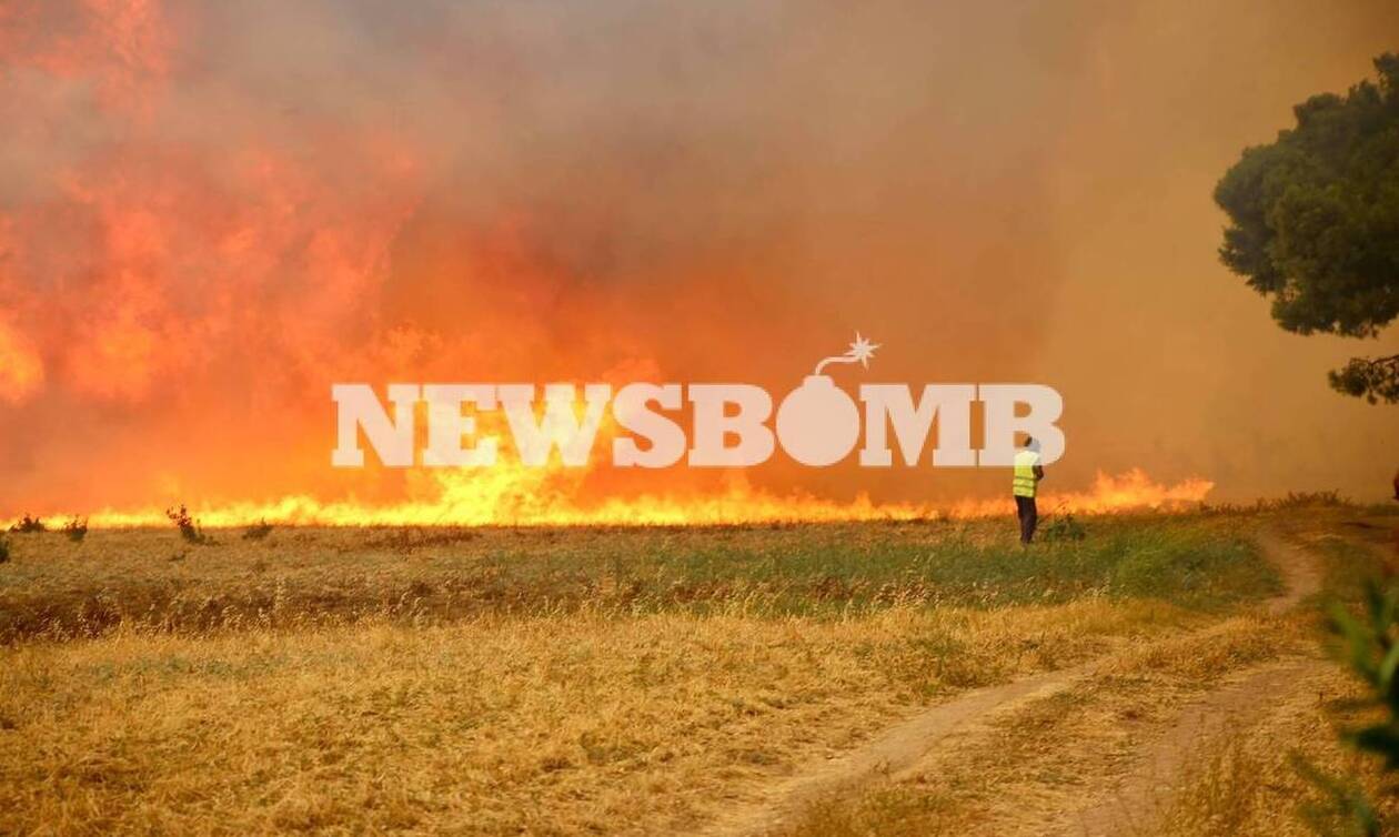 Φωτιά στην Αττική: Καταστράφηκε από τις φλόγες το καταφύγιο ζώων στο Πολυδένδρι