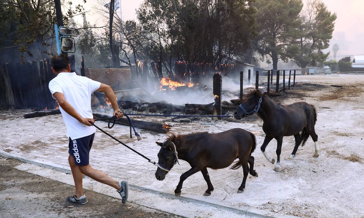 Ο Δήμος Γαλατσίου παραχωρεί χώρο για φιλοξενία ζώων από τις πυρόπληκτες περιοχές