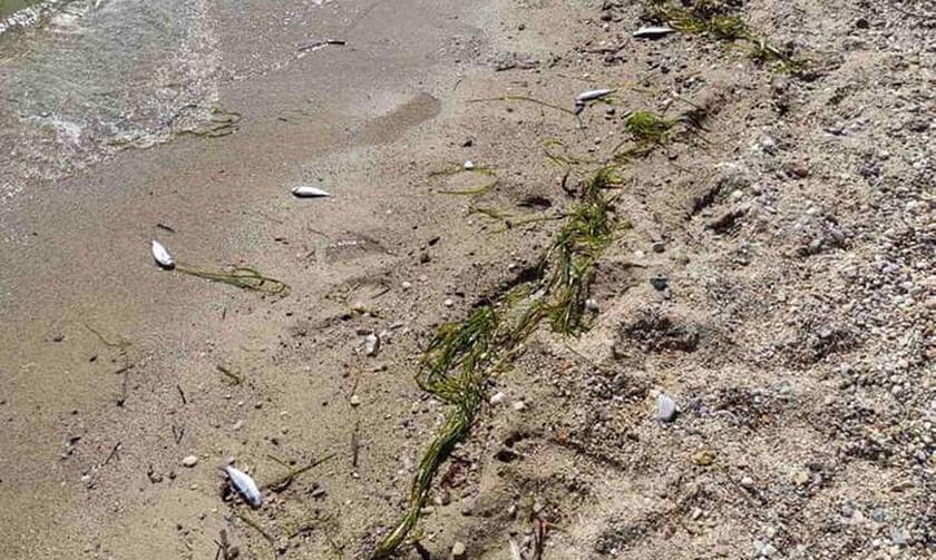 Θλιβερές εικόνες στη Χαλκιδική: Παραλία γέμισε με νεκρά ψάρια (pics)