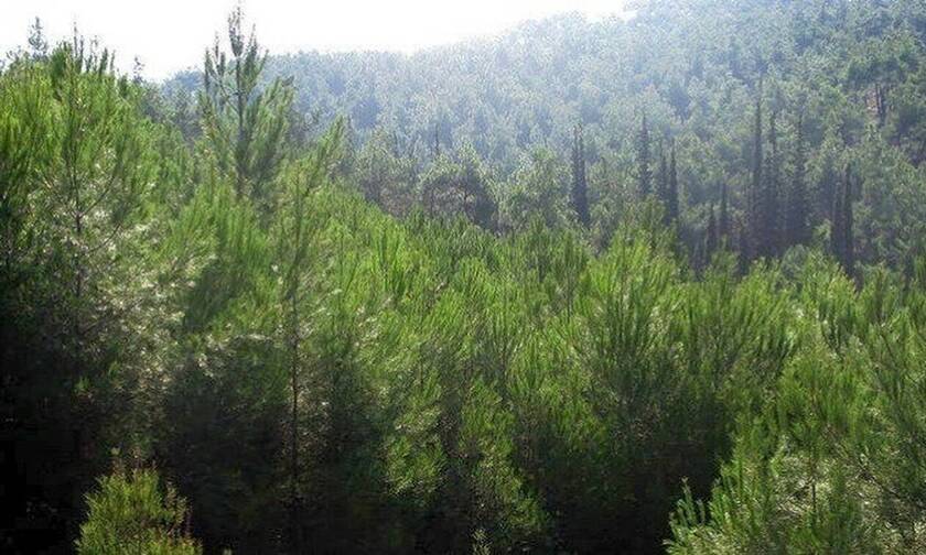Δάσος