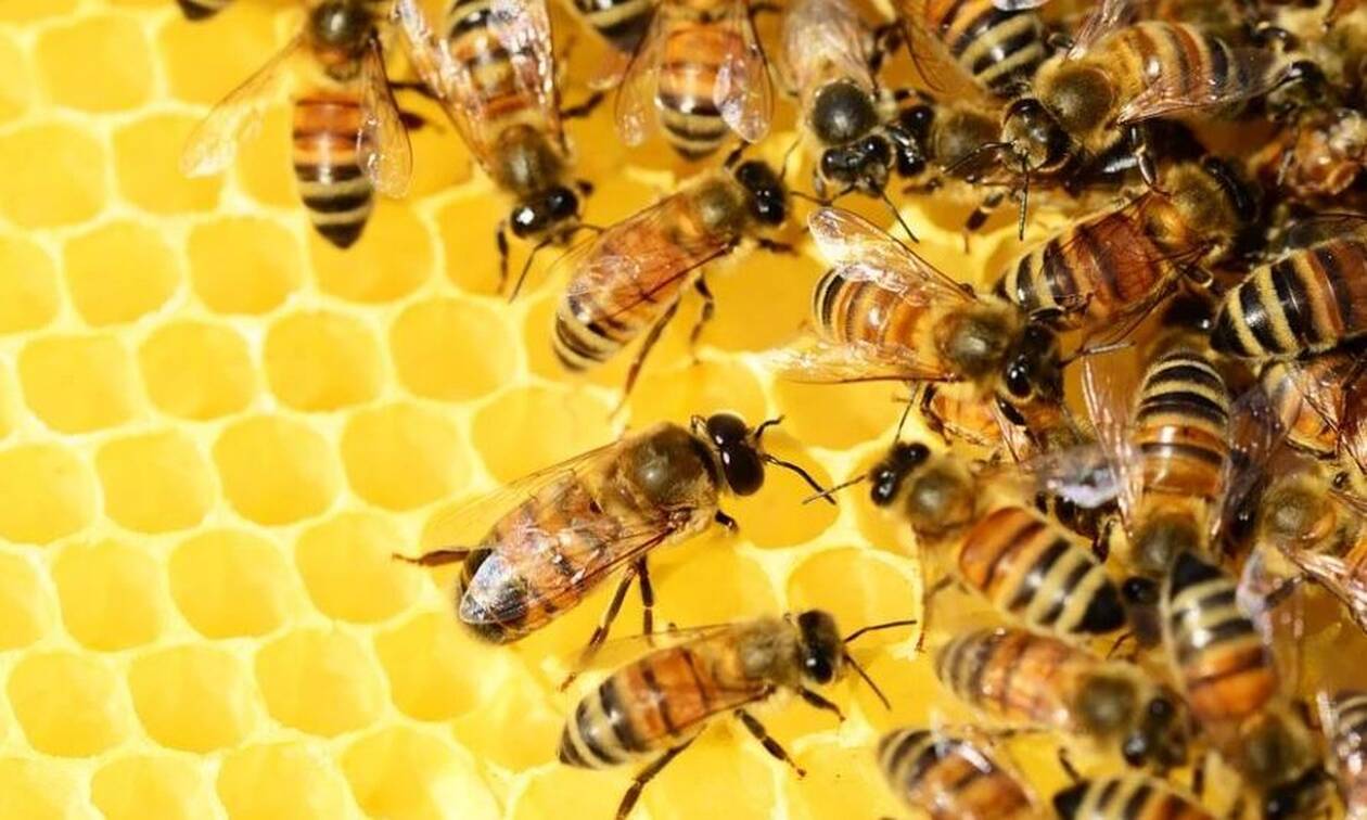 Εύβοια: Οι φωτιές έκαναν στάχτη χιλιάδες σμήνη μελισσών - Σε απόγνωση η παραγωγοί μελιού