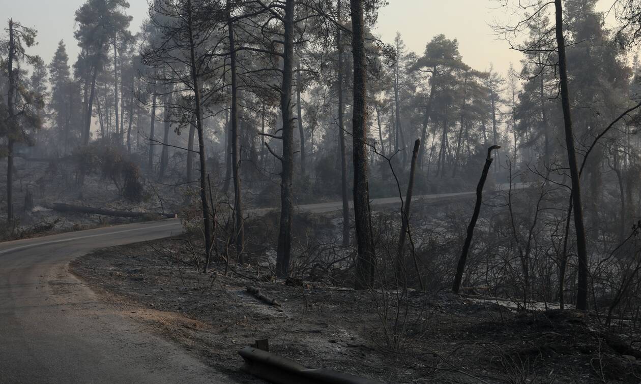 Πυρκαγιές: Μέσα σε 30 μέρες θα κηρύσσονται όλες οι καμένες περιοχές αναδασωτέες
