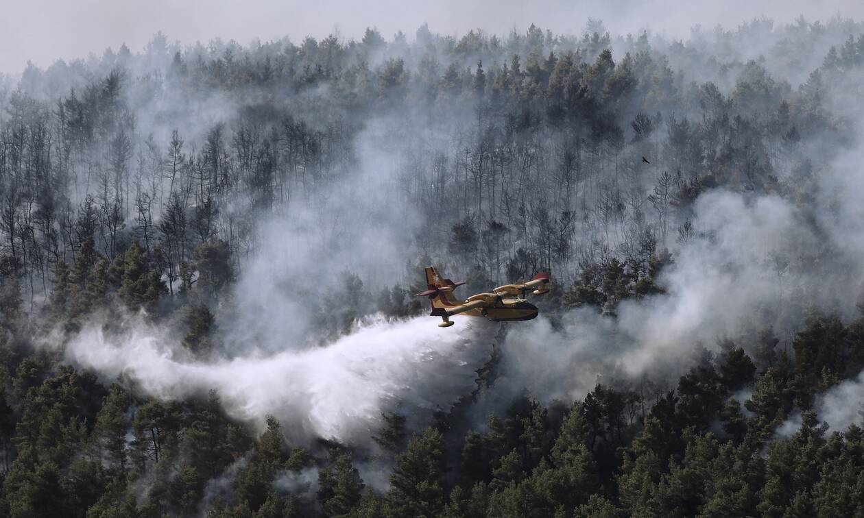 Bίλια - Κερατέα: 50.000 στρέμματα έγιναν στάχτη από τις φωτιές - Τεράστια οικολογική καταστροφή