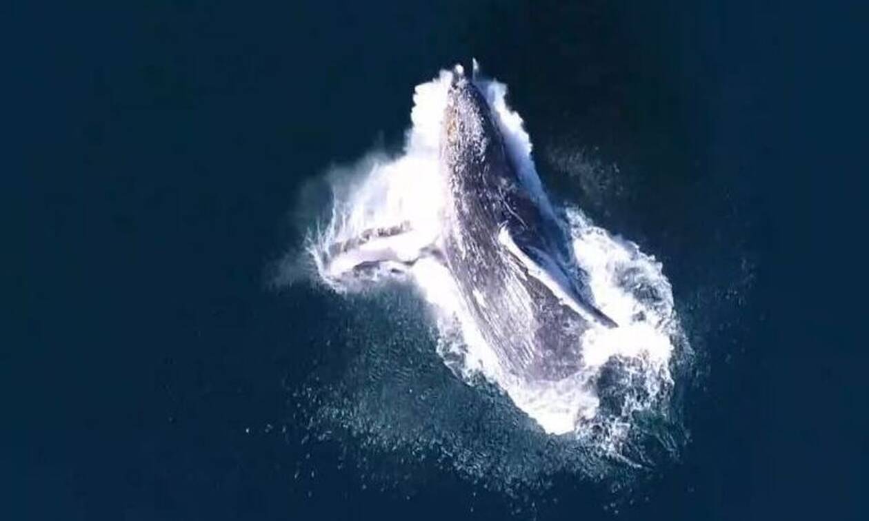Ισπανία: Εμφανίστηκαν μπλε φάλαινες μετά από 40 χρόνια (video)