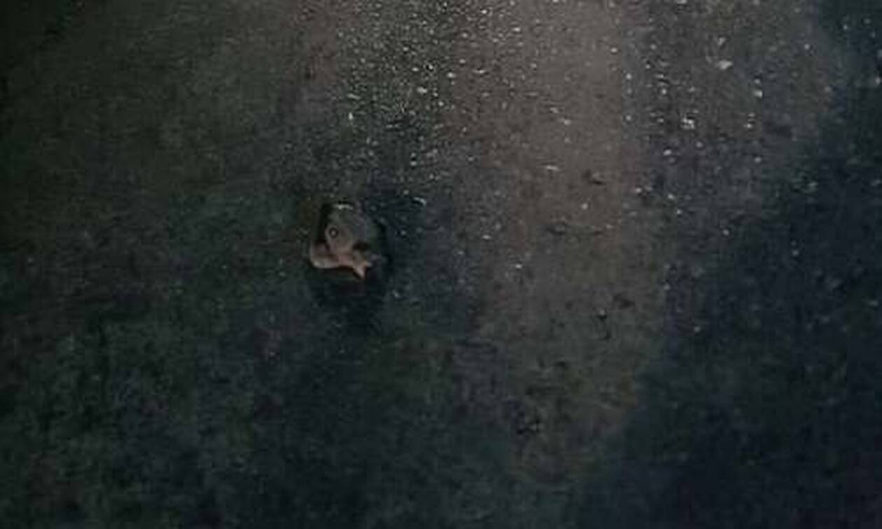 Θλιβερές εικόνες: Χελωνάκια καρέτα καρέτα πατήθηκαν από αυτοκίνητα στη Σητεία