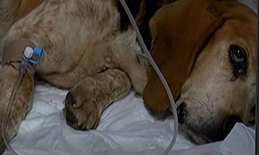 Κρήτη: Πέταξαν σκυλίτσα με όγκο σε φαράγγι