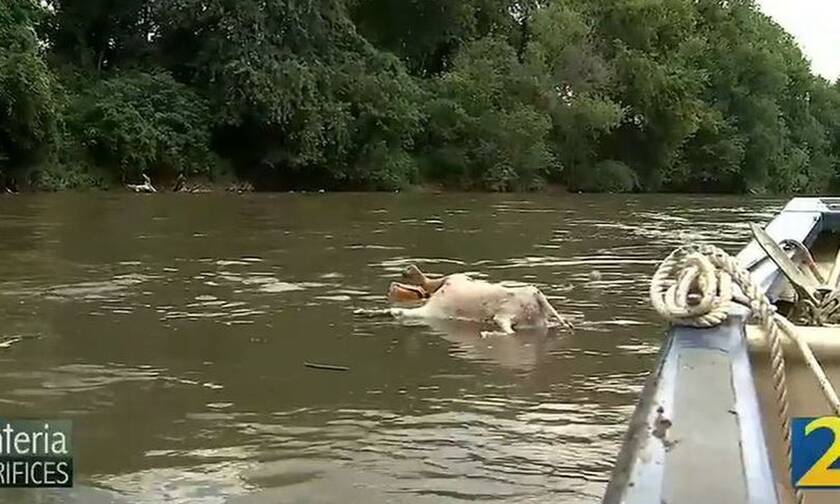 ΗΠΑ: Θρίλερ σε ποτάμι της Τζόρτζια - Γέμισε με 200 ακέφαλες κατσίκες (pics)