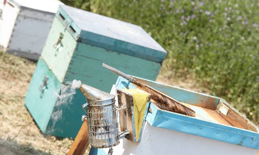 Εύβοια: Σε απόγνωση οι μελισσοκόμοι - Χάθηκε η χρονιά, δεν έχουν να ταΐσουν τα μελίσσια τους