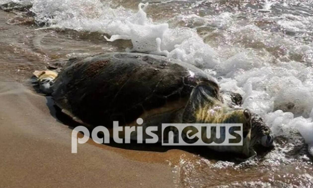 Ηλεία: Βρέθηκε νεκρή χελώνα Καρέτα-καρέτα στον Άγιο Ηλία