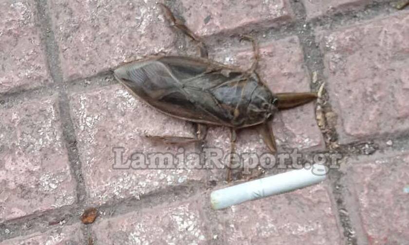 Συναγερμός ξανά στη Λαμία για τον «Λιθόκερο», το μεγαλύτερο δηλητηριώδες υδρόβιο έντομο