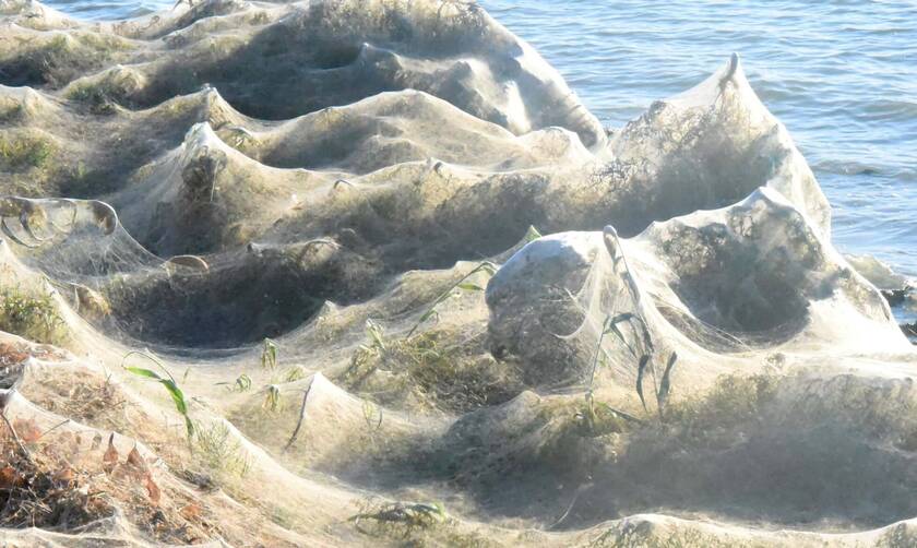 Αράχνες κάλυψαν με τον ιστό τους παραλία στο Αιτωλικό